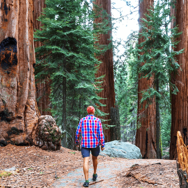 A man walking through a redwood forest in Yosemite National Park on a California tour.